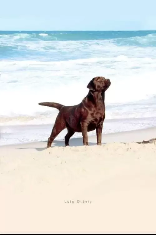 Elza of Lontras Labs