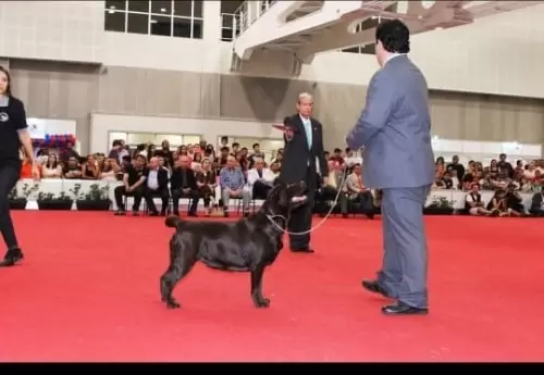 Elza of Lontras Labs