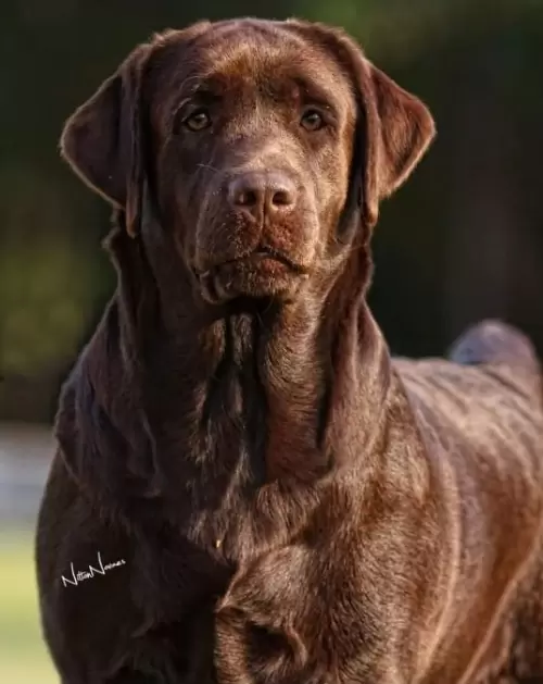 Elza of Lontras Labs