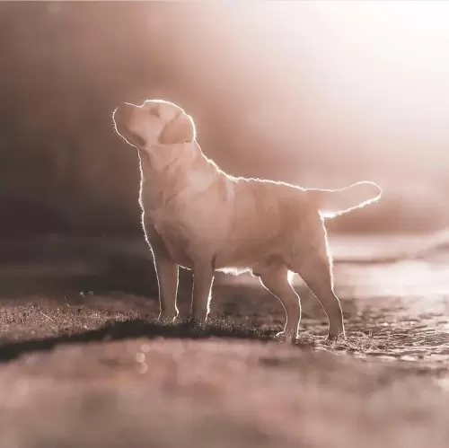 Carreras of Lontras Labs