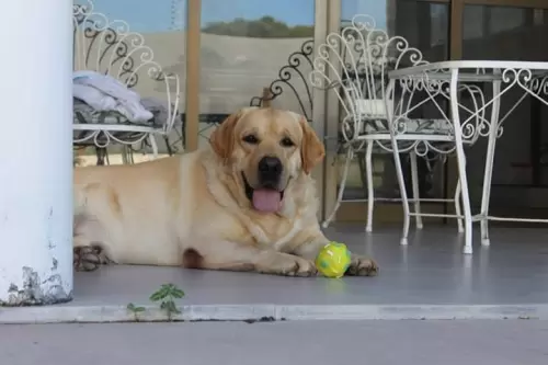 Carreras of Lontras Labs