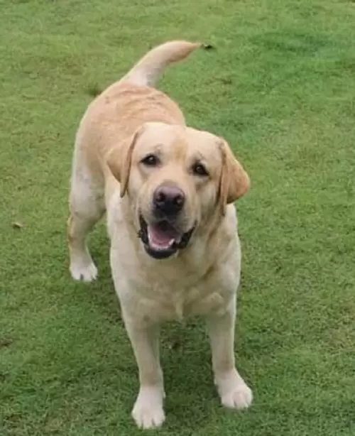 Carreras of Lontras Labs